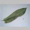Leaf 10er 01.jpg